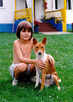 Basenji je hrav� a vesel� kamar�d.