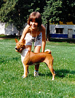 Basenji je hrav� a vesel� kamar�d.