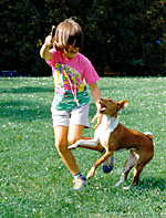 Basenji je hrav� a vesel� kamar�d.